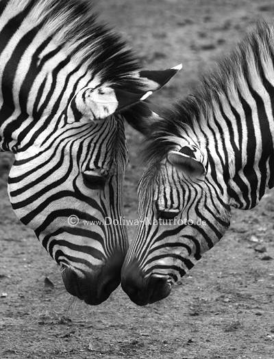 Zebras Zrtlichkeiten