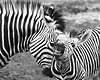 Zebras silberwei gestreifte Zrtlichkeiten lachendes Tierbild