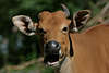 Banteng Kuh Foto Rind Wildrind Bos javanicus (Bibos) Stammform der Balirinder