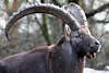 Alpensteinbock gewundene Hörner Bild Capra ibex Tierportrait Wildziegen-Art photo