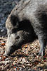 Wildschwein Borstentier Schnauze wühlen im Erdboden Foto Bache schnüffelt Fressbares