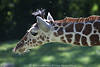 Giraffenhals Stumpfhörner mit Hautüberzug seitliches Kopffoto Haarbüschel in Sonne Gegenlicht