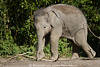 Elefantenbaby Bilder süsser Jungtier in Gang Marsch Fotos vor grüner Laubwand