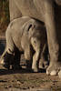 Tollpatsch Kleinelefant Fotografie an Seite Elefantenkuh Rüsseltier Familienleben Tierkolosskalb