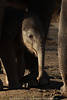 Kleinelefant Rüsseltier Foto Kopf in Sonne an Beinen versteckt unter Elefantenkuh