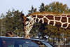 Giraffe Langhals Kopf am Autodach der Parkbesucher