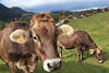 Milchkühe Braunpaar Kuhkopf Grossbild auf Almwiese Vieh grasende Rinder