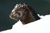 Mink Bilder Neovison vison Marder Raubtiere Wildlife Nerze Naturportraits