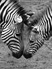 Zebras Bilder gestreifte Wildtiere Pferde-Art Porträts Poster