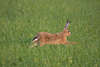Feldhase Tierfoto laufen auf Grünwiese Wildlife Naturbild