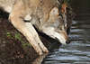 Wölfe Bilder Wolf Canis lupus Tierfotos Wolfsmutter Welpen Wolfsfamilie