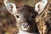 Damwild Tierkind Bilder süsse Schnauze große Ohren Hirschart Kopfporträt Foto