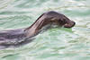 Seelöwe schwimmendes Weibchen Kalifornischer, Zalophus californianus Ohrenrobbe