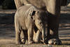 Elefanten Bilder Elephas Kolosse süsse Jungtiere Fotos Landtiere mit Rüssel & Stoßzähnen