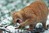 Katzenbiss Katzenzähne beißen Holzstock in Schnee Aktionbild