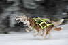 Schlittenhunde Kopf an Kopf Temporennen rasende Aktion Winterfoto Siberian Huskies Hundepaar