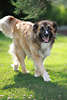 Hund dickes Langhaar hellbraun Tier Porträt Bild auf Grünwiese fröhlich freundliche Schnauze