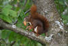 Eichhörnchen mit Walnuss-Schale in Zähnen Foto am Baum in Maul hängen auf Langfinger stehen