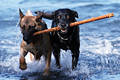 Hunde-Paar am Stock in Wasser laufen Körper an Körper dicht nebeneinander