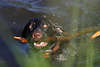 701751_ Rassehund Drahthaar Tierbilder schwimmen im Wasser mit Stock hinter Uferpflanzen