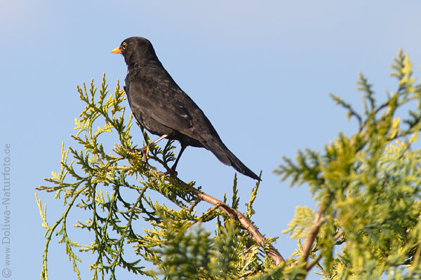 Amsel-Mnnchen schwarzer Vogel Foto auf Singwarte Baumzweig vor Blauhimmel