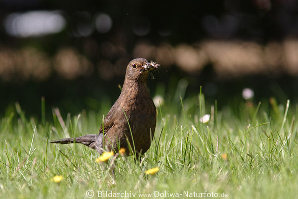 Amsel-Weibchen Bild, Vogel braun Federkleid Foto in Gras mit Jagd-Beute im Schnabel