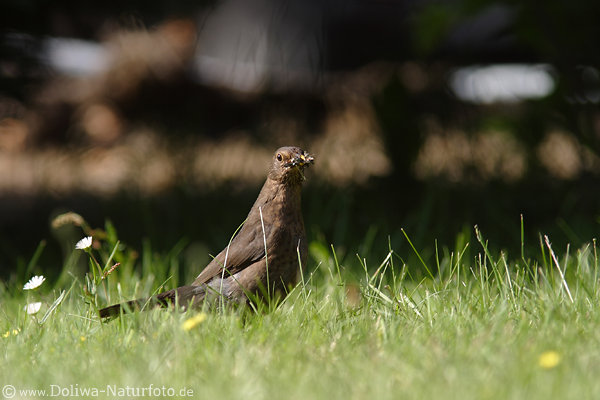 Amsel mit Nahrungsbeute im Schnabel Weibchen Naturbild in Gras auf Sammeltour