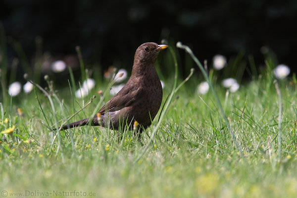 Amsel weibliches Singvogel in Gras Nahrungssuche