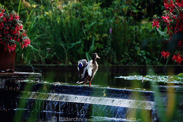 Stockenten Erpel nimmt Sonnenbad auf Wasserterrasse Anas platyrhynchos Gnsenart
