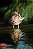 Gefiederpflege Foto Stockente Anas platyrhynchos Vogelbild Spiegelung