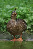 Ente beim Wassergurgeln, Vogel beim Gurgeln am Teichufer in Tierfoto