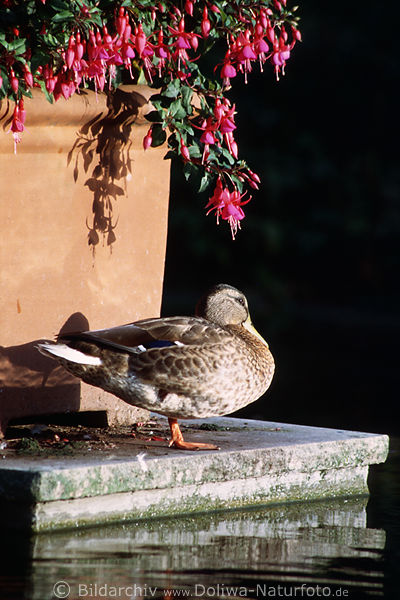 Ente Vogelbild sonnen unter Fuchsien in Abendlicht Parkidylle Geborgenheit Abendruhe