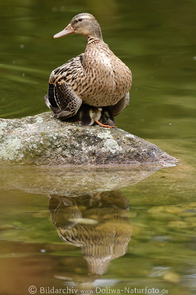 Stockente versteckt Vogelkken unter Gefieder Bild im Wasserteich Planten un Blomen Park