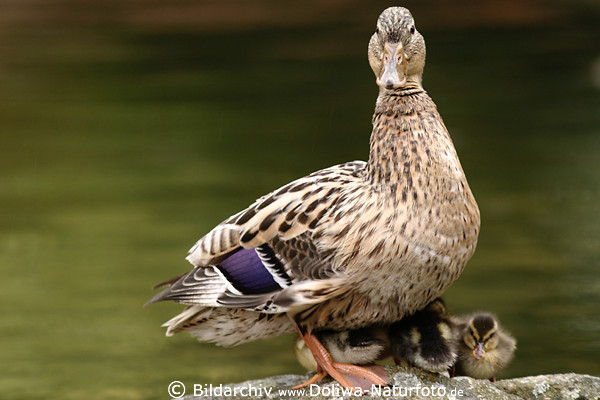 Wachsame Stockente Portrt schtzend Kken unter Flgel Vogelbild Mutterschutz