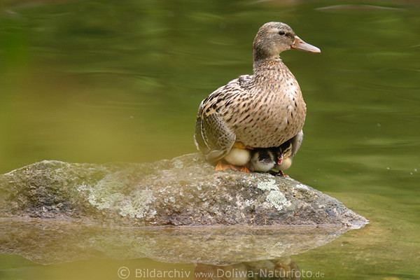 Stockente Mutter schtzt Kken unterm Bauch Jungvogel Bild auf Steininsel