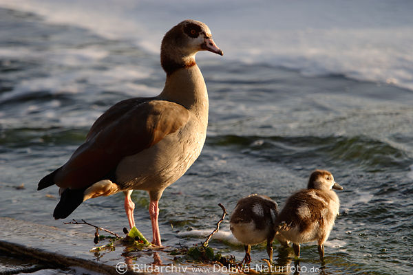 Nilgans niedliche Kken Paar mit Gansmutter am Seeufer Wasserwellen