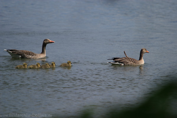Gansfamilie Naturfoto Wildgnse Kcken in Wasser schwimmende Graugnse auf See