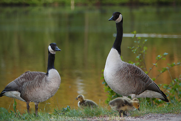 Kanadagnse Fotos Branta canadensis Gansfamilie Altvgel mit Kken Paar am Seeufer