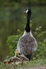 1100495_ Ganskken Paar beim Picken im Gras Tierfoto in Natur vor wachsamen Gansmutter, Altvogel mit Tierkind der Kanadagans am Seeufer