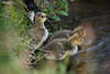 1100496_ Ganskken Trio Naturfoto Drei ssse Kanadagnse Tierkinder am Seewasserufer in Grser