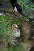 1100499_ Ganskken der Kanadagnse Naturfoto: niedliches Ganskind in Seeufergrser am Kopf der Vogelmutter