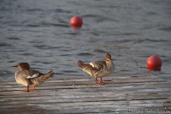 Gnsesger Paar Weibchen in Brutkleid auf Brettplattform rote Ankerboje in Wasser