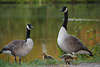 1100484_ Kanadagänse Fotos Branta canadensis Gansfamilie Altvogel mit Küken Paar am Seeufer