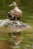 44356_ Mallard ducks bird photo, Anas platyrhynchos Stockente versteckt Vogelküken unter Gefieder Bild im Wasserteich Planten un Blomen Park