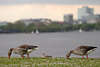 52073_ Graugänse Wildgänse Wildvögel Foto Besuch auf Alsterwiese in Hamburg grasen