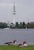 52077 Wildgänse Hamburg-Besuch Graugänse Paar auf Alsterwiese vor Fernsehturm, Anser anser Gansart