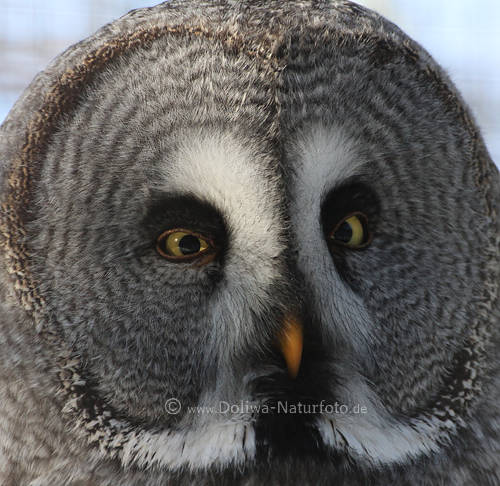 Bartkauz Eule Strix nebulosa Kopfportrt Greifvogel