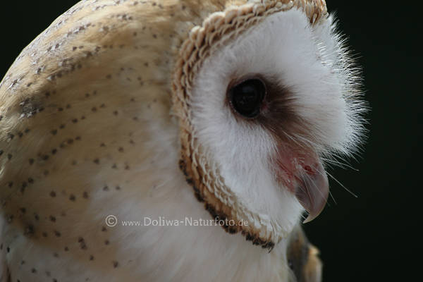 Schleiereule Profil nachtaktives Greifvogel 