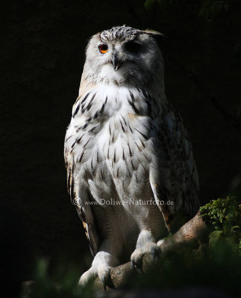 Sibirische Schnee-Eule Portrait auf Ast tagsjagende Greifvogel Nyctea scandiaca