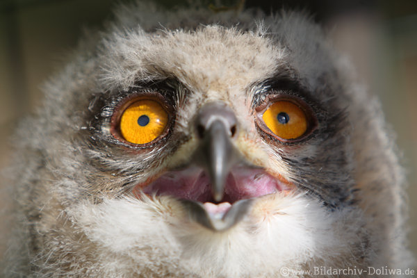 Uhu Rachen offener Schnabel Jungvogel Groaugen in Blick Eulenkind Foto